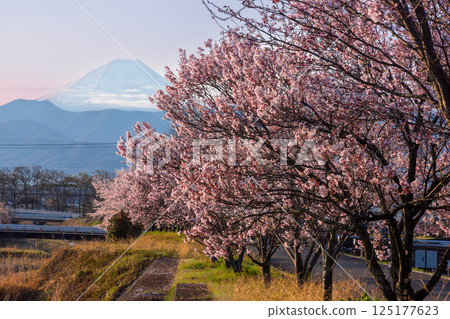 山梨縣南阿爾卑斯市庫魯瓦達 - 清晨,大和川沿岸的櫻花樹成行,包括垂枝櫻花樹,背景是白雪皚皚的富士山 山梨縣南阿爾卑斯市庫魯瓦達 - 清晨,大和川沿岸的櫻花樹成行,包括垂枝櫻花樹,背景是白雪皚皚的富士山 125177623