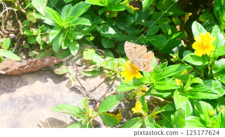 A butterfly is perched on a flower 125177624