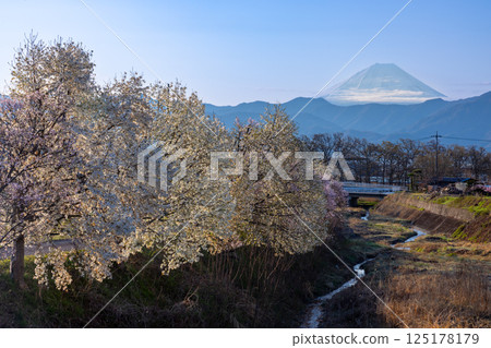 山梨縣南阿爾卑斯市庫魯瓦達市 - 清晨，大和川沿岸盛開著成排的櫻花和木蘭花，背景是白雪皚皚的富士山 125178179