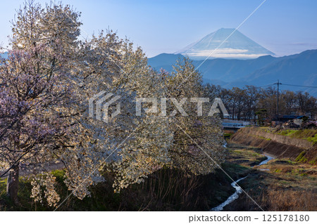 Kuruwada, Minami-Alps City, Yamanashi Prefecture - Morning rows of cherry blossoms and magnolias along the Yamato River with snow-capped Mount Fuji in the background Kuruwada, Minami-Alps City, Yamanashi Prefecture - Morning rows of cherry blossoms and magnolias along the Yamato River with snow-capped Mount Fuji in the background 125178180
