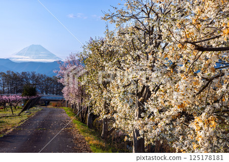 Kuruwada, Minami-Alps City, Yamanashi Prefecture - Morning rows of cherry blossoms and magnolias along the Yamato River with snow-capped Mount Fuji in the background 125178181