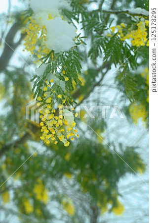 Delicate mimosa flowers on a bush covered with melting snow after a snowfall. 125178295