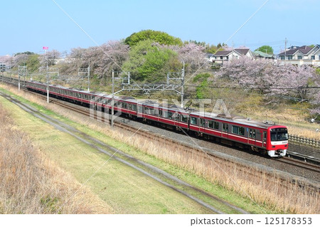 京急新1000系銀色1000型SUS車廂在北總線櫻花背景下行駛 125178353