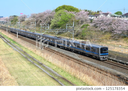 以櫻花為背景的北總7500系列列車 125178354