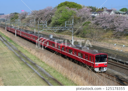 京急1500系列車在櫻花盛開的北總線上行駛 125178355
