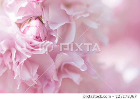 柔軟的重瓣櫻花的特寫 125178367
