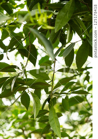 Lemon tree, lemon leaves close-up Lemon tree, lemon leaves close-up 125178418
