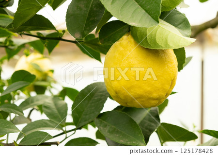 Kyiv Large-Fruited Giant Lemon Tree with Fruits Kyiv Large-Fruited Giant Lemon Tree with Fruits 125178428
