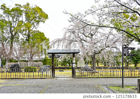 西尾市歷史公園（4月上旬）舊近衛宅邸庭院的垂枝櫻花 125178633
