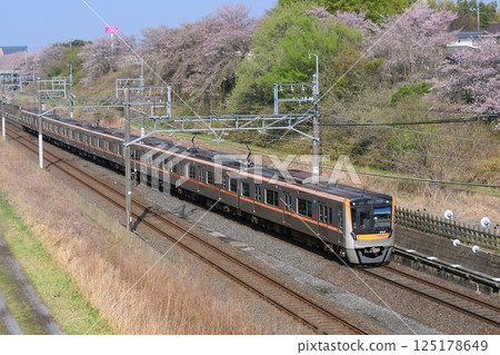 京成本線 3100 系列 ACCESS 特快列車在櫻花盛開的北總線上行駛 125178649