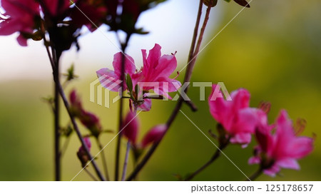 Pink azalea flowers bloom in Rikugien Garden, Kirishima 125178657