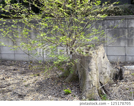 A new shoot growing from a zelkova stump, a sapling 125178705