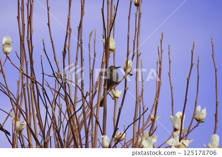 在樹棲息的歌手 125178706
