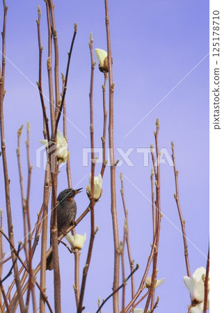 A bulbul perched on a tree A bulbul perched on a tree 125178710