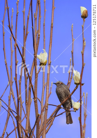 A bulbul perched on a tree A bulbul perched on a tree 125178711