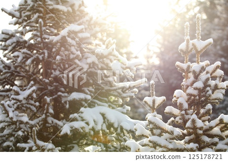 Snowy Pine Trees in Bright Winter Sunlight Snowy Pine Trees in Bright Winter Sunlight 125178721