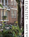Birdhouse and Greenery in Amsterdam Street 125178733
