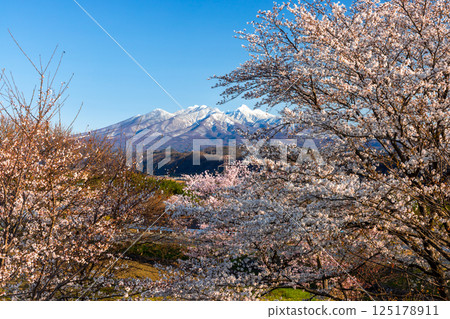山梨縣韭崎市神山町鍋山 - 櫻花樹沿著河流排列，背景是白雪皚皚的八岳 125178911