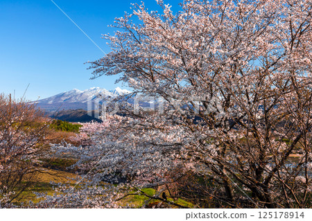 山梨縣韭崎市神山町鍋山 - 櫻花樹沿著河流排列，背景是白雪皚皚的八岳 125178914