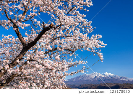 Nabeyama, Kamiyama-cho, Nirasaki City, Yamanashi Prefecture - Cherry blossom trees lined the river and the snow-capped Yatsugatake mountains in the background Nabeyama, Kamiyama-cho, Nirasaki City, Yamanashi Prefecture - Cherry blossom trees lined the river and the snow-capped Yatsugatake mountains in the background 125178920