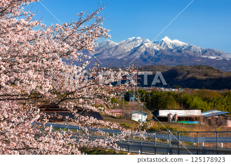 山梨縣韭崎市神山町鍋山 - 櫻花樹沿著河流排列，背景是白雪皚皚的八岳 125178923