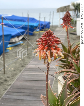 Red flower and aloe leaves. Covered boat on beach. Path to sea. Background for design. Succulents and nature. Red flower and aloe leaves. Covered boat on beach. Path to sea. Background for design. Succulents and nature. 125179115