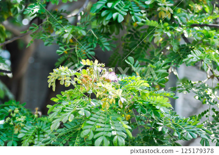 Rain tree or Samanea saman, LEGUMINOSAE MIMOSOIDEAE and flower 125179378