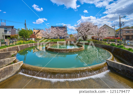 Spring cherry blossoms bloom at the Kuji cylindrical water diversion pipe in Takatsu Ward, Kawasaki City, Kanagawa Prefecture (from the Kosugi, Mizoguchi, and Nekatabori sides) 125179477