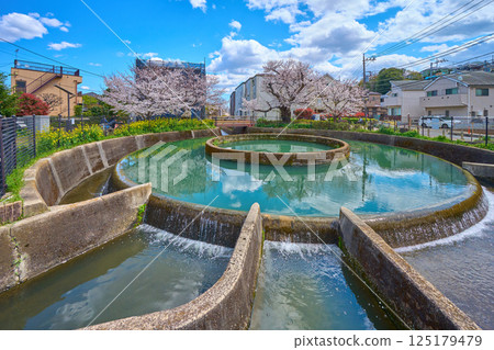 Spring cherry blossoms bloom at the Kuji cylindrical water diversion pipe in Takatsu Ward, Kawasaki City, Kanagawa Prefecture (from the Kosugi, Mizoguchi, and Nekatabori sides) 125179479