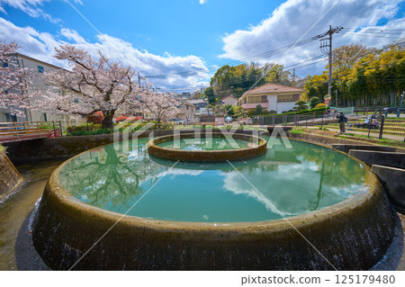 神奈川縣川崎市高津區久慈筒狀引水處春季櫻花盛開（從川崎堀方向） 125179480