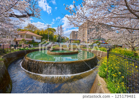 神奈川縣川崎市高津區久慈筒狀引水處春季櫻花盛開（從川崎堀方向） 125179481