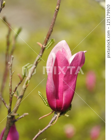 Shimokuren的花 125179920