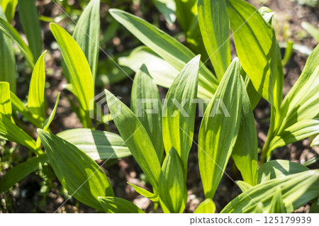 Garlic clamor 125179939