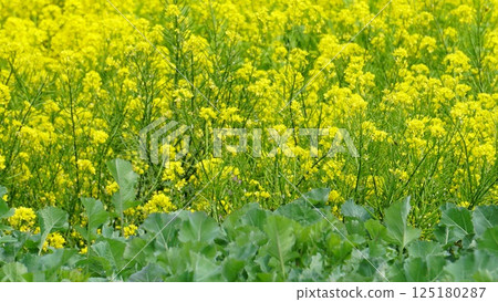 Landscape with field of rapeseed flowers in spring 125180287