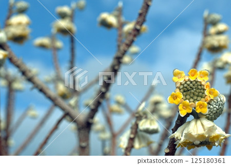 Yellow flowers of Chrysanthemum Edgeworthii, also known as Japanese Paper Bush or Worthingtonia. 125180361
