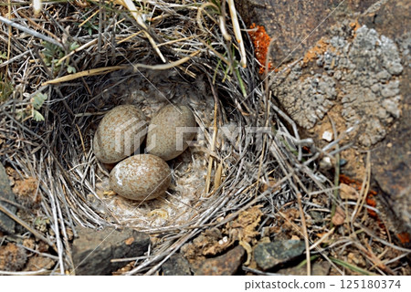 Three bird eggs in a nest in the mountains Three bird eggs in a nest in the mountains 125180374