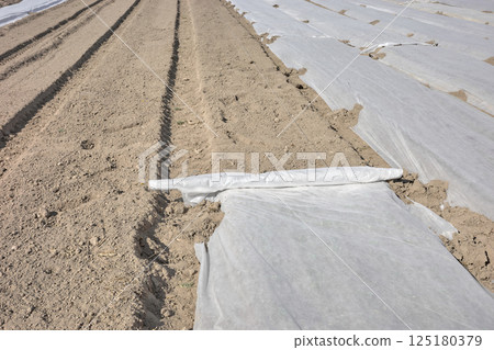 Agrotextile spread on beds on an organic vegetable farm. 125180379