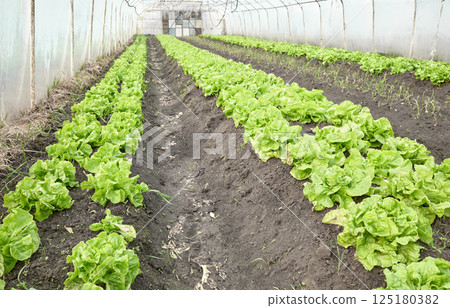 Organic lettuce grown in a foil tunnel. Organic lettuce grown in a foil tunnel. 125180382