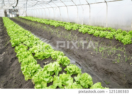 Organic lettuce grown in a foil tunnel. Organic lettuce grown in a foil tunnel. 125180383