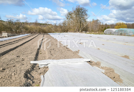 Agrotextile spread on beds on an organic vegetable farm. 125180384