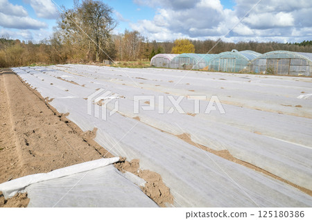 Agrotextile spread on beds on an organic vegetable farm. 125180386