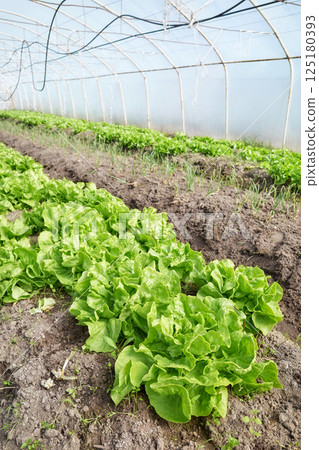 Organic lettuce grown in a foil tunnel. 125180393