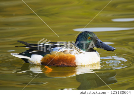 Maddening Male 125180604