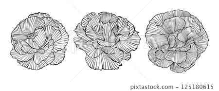 Line Drawing Wavy Flowers Peony, Vector Isolated Line Art Hand-Drawn Peony Floral Logo Set Intricate Black Outline Vector, Elegant Floral Details Illustration 125180615