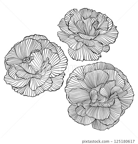 Line Drawing Wavy Flower Peony, Vector Isolated Line Art Hand-Drawn Peony Floral Logo Intricate Black Outline Vector, Elegant Floral Details Line Drawing Wavy Flower Peony, Vector Isolated Line Art Hand-Drawn Peony Floral Logo Intricate Black Outline Vector, Elegant Floral Details 125180617