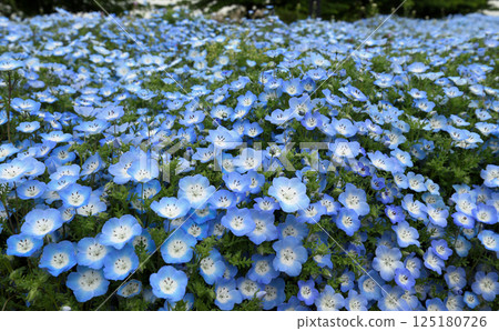 名古屋戶田川綠地的粉蝶花 125180726