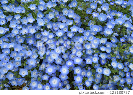 名古屋戶田川綠地的粉蝶花 名古屋戶田川綠地的粉蝶花 125180727