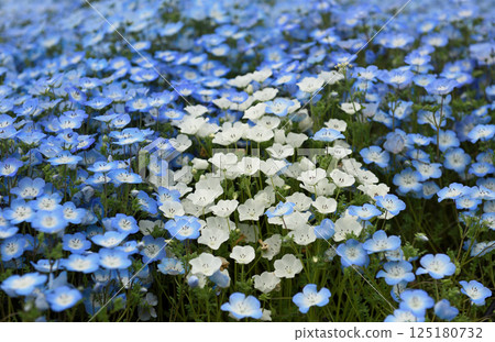 Nemophila in Toda River Green Space, Nagoya Nemophila in Toda River Green Space, Nagoya 125180732