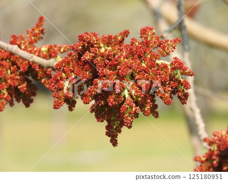 Green tree flower Green tree flower 125180951