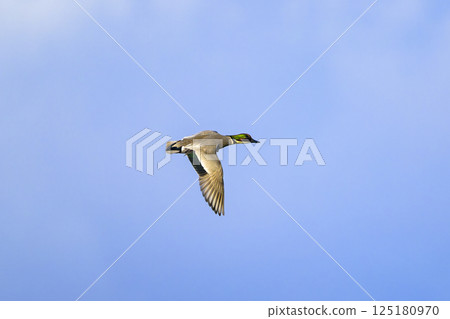 Flight of male reed duck Flight of male reed duck 125180970